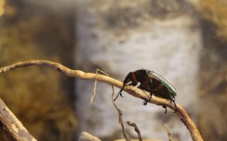 Lidl tafellampen review – sfeer voor weinig geld