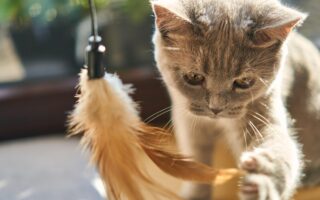 Hoe maak je een klein huis groter met inrichting?