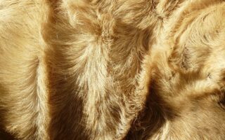 Zeeman dekens en plaids – warm en zacht voor weinig