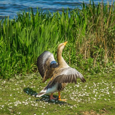 Welke woonaccessoires maken direct verschil?