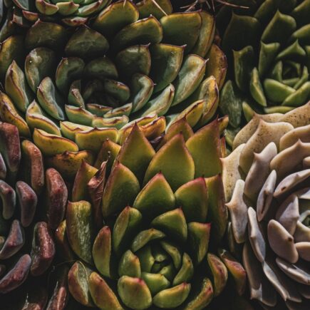 Welke planten zijn geschikt voor donkere kamers?