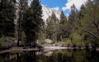 Welke planten zuiveren de lucht het beste?