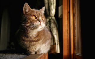 Blokker vazen met droogbloemen – de trend van 2025