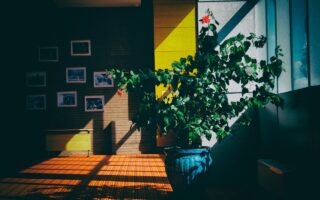 Wat zijn de beste planten voor de woonkamer?